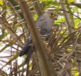 /album/photogallery/grey-kestrel-jpg/